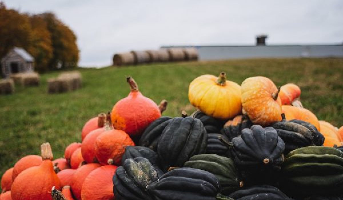 Cucurbitacées d’automne variées dans un champs : potimarron, butternut et potiron