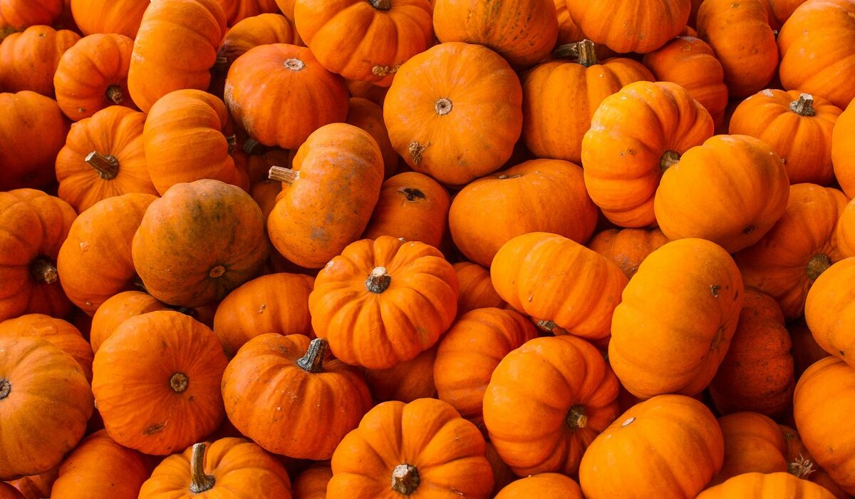 potimarrons récoltés en automne légume de saison