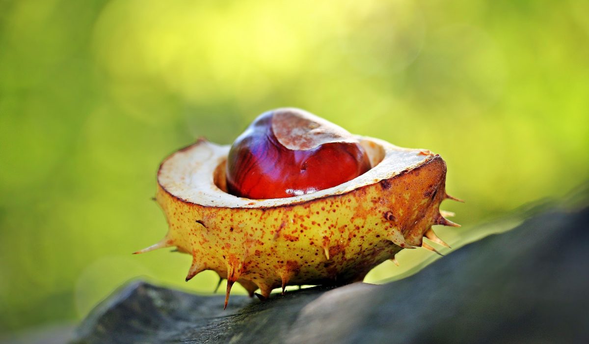 Poêlée de légumes de saison avec châtaignes pour une recette végétale savoureuse
