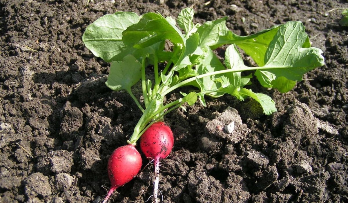 botte de radis rouges avec fanes fraîches